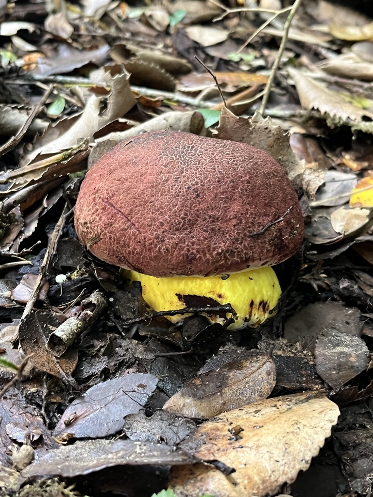 Butyriboletus loyo · April 2026 · photo: © sur_endemico (iNaturalist, cc-by-nc)