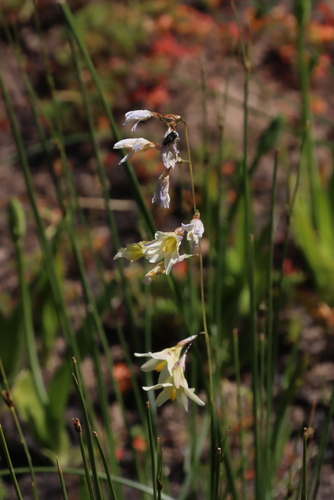 Blue Corn-lily (Ixia rapunculoides)
