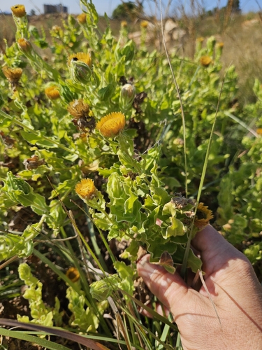 Sunny Everlasting (Helichrysum setosum)