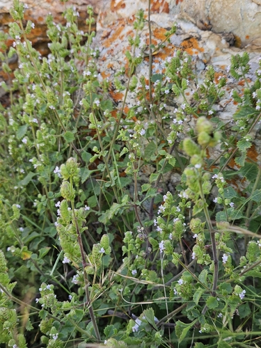 Radiant Rocksage (Aeollanthus buchnerianus)