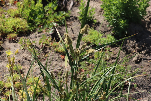 Giant Sedge (Cyperus thunbergii)