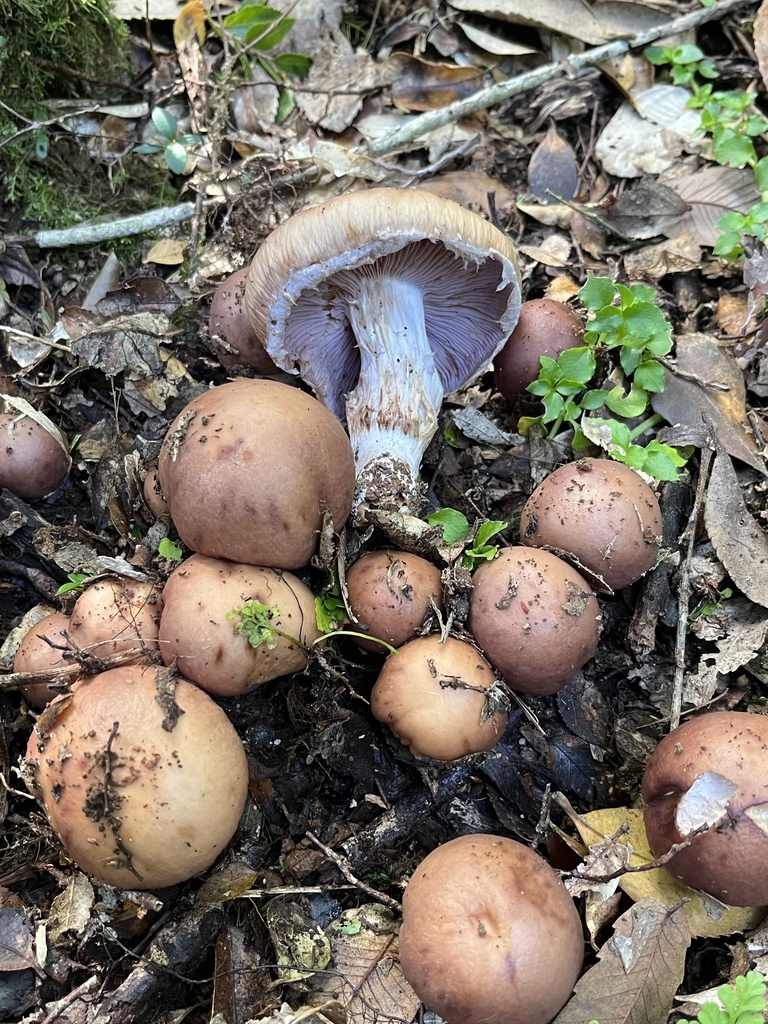 Cortinarius stephanopus · April 2026 · photo: © sur_endemico (iNaturalist, cc-by-nc)