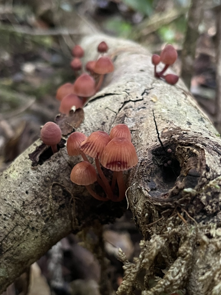 Mycena haematopus · April 2026 · photo: © sur_endemico (iNaturalist, cc-by-nc)