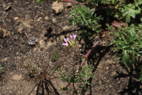 coarse myrrhleaf storksbill (Pelargonium myrrhifolium)