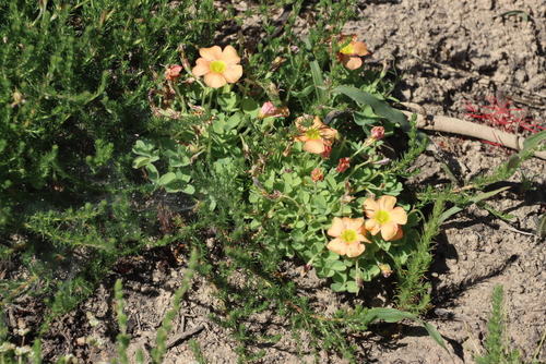 yelloweye woodsorrel (Oxalis obtusa)
