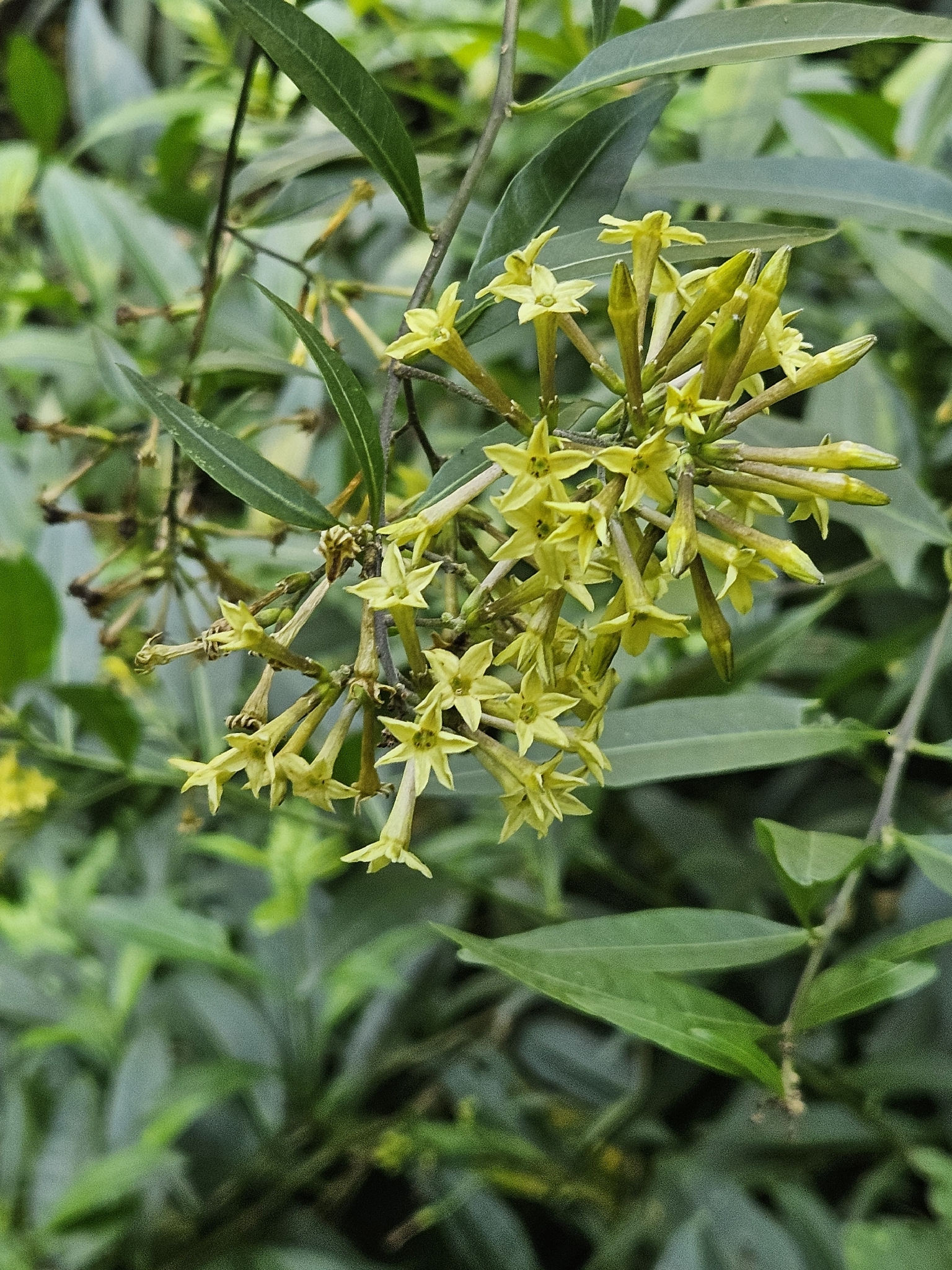 Chilean Jessamine (Cestrum parqui)
