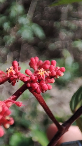 Cissus erosa