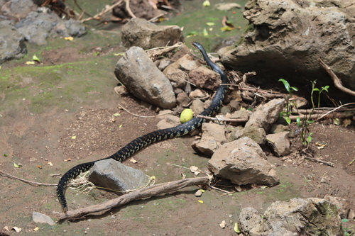 Giant Madagascan Hognose Snake
