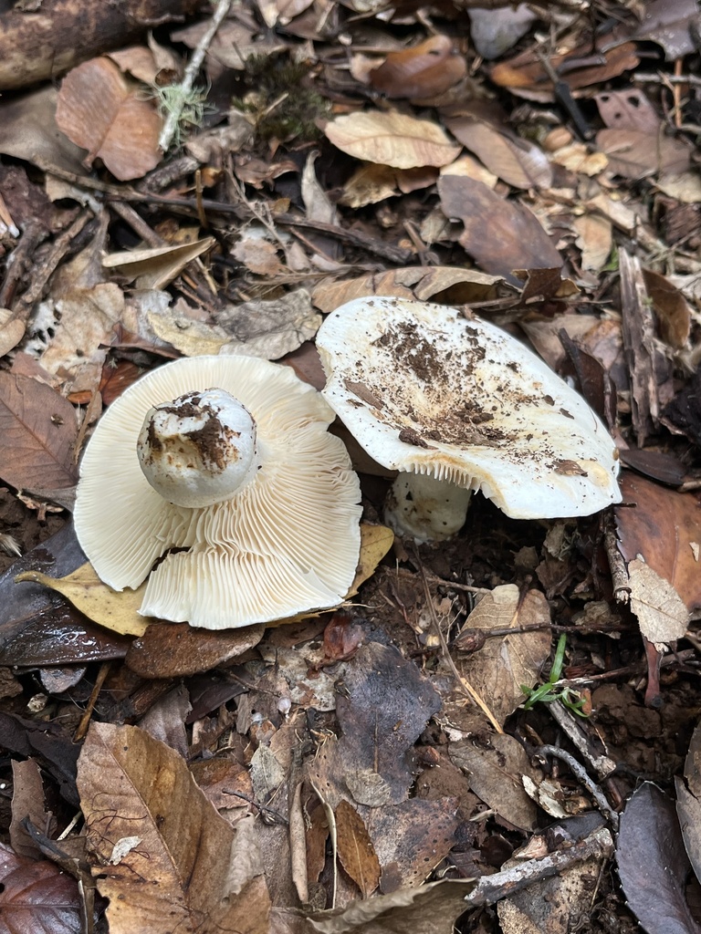 Russula fuegiana · April 2026 · photo: © sur_endemico (iNaturalist, cc-by-nc)