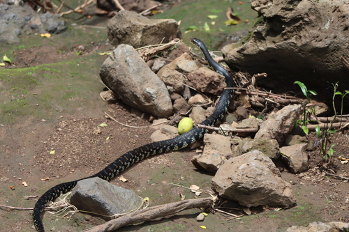 Giant Madagascan Hognose Snake