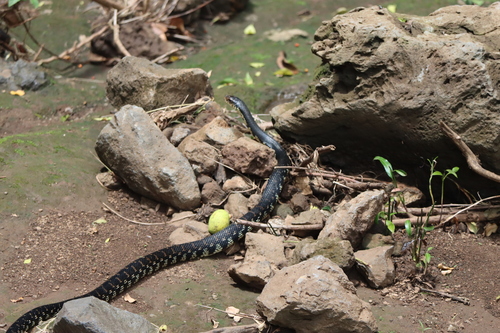 Giant Madagascan Hognose Snake