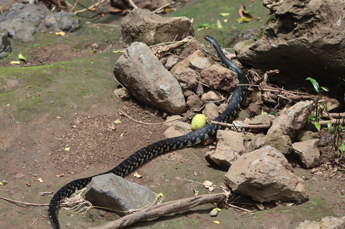 Giant Madagascan Hognose Snake