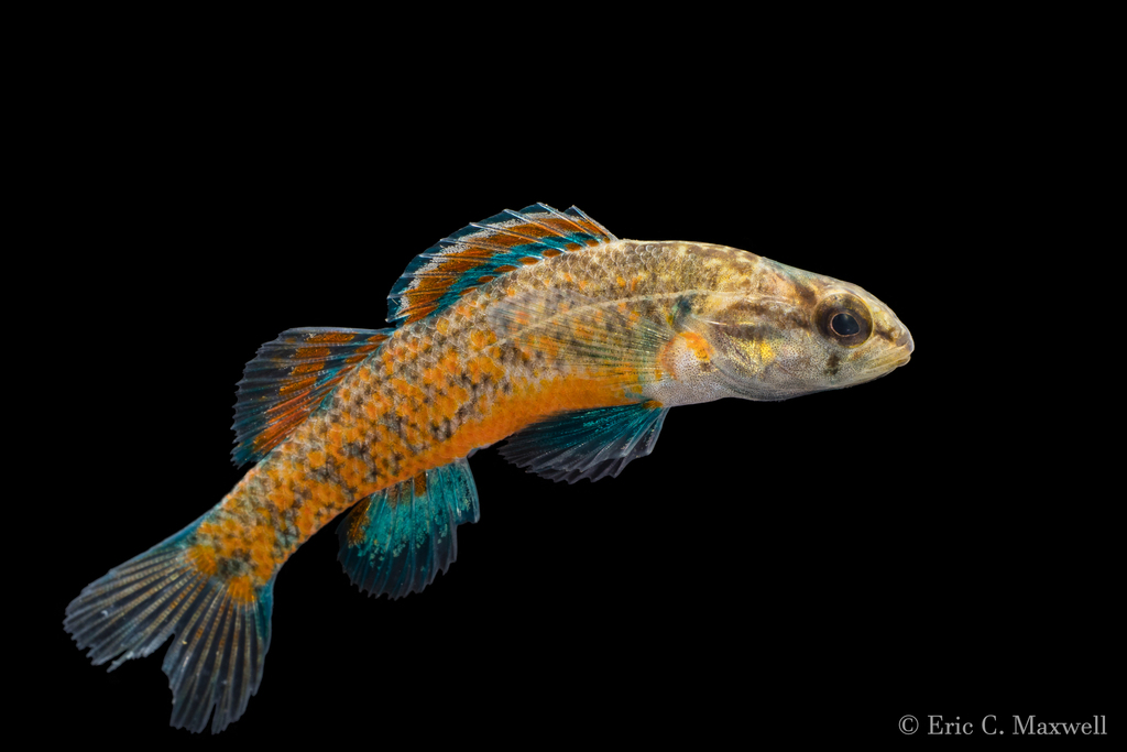 Watercress Darter