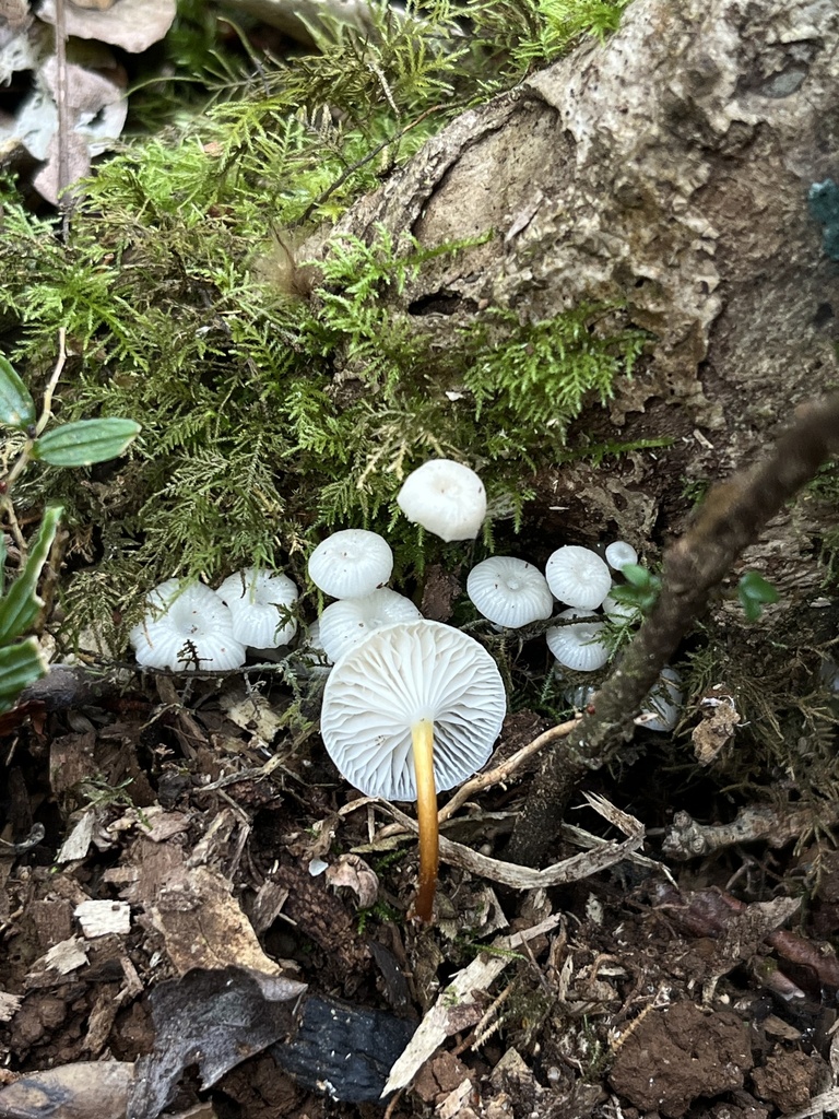 Mycena subulifera · April 2026 · photo: © sur_endemico (iNaturalist, cc-by-nc)