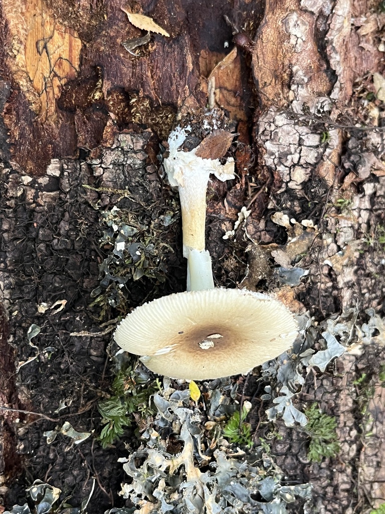 Amanita diemii · April 2026 · photo: © sur_endemico (iNaturalist, cc-by-nc)