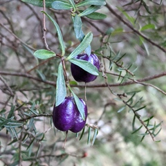 Billardiera longiflora