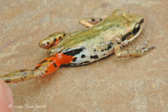 White-Lipped Peeping Frog photo 2