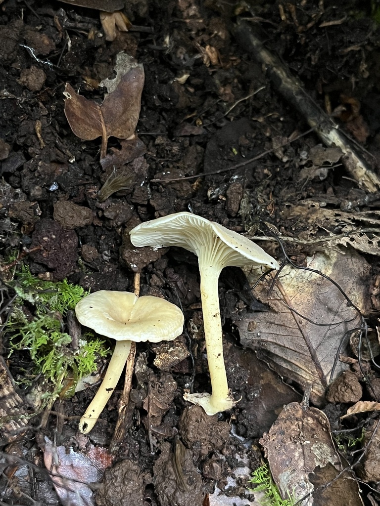 Clitocybula dusenii · April 2026 · photo: © sur_endemico (iNaturalist, cc-by-nc)