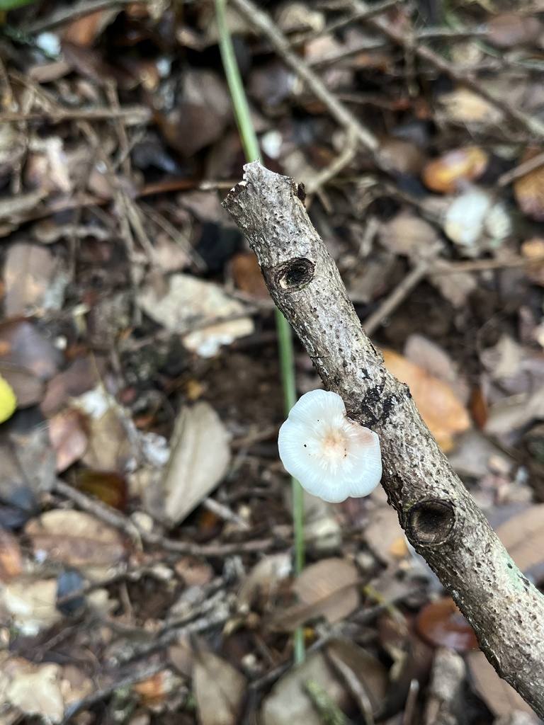 Scytinotus longinquus · April 2026 · photo: © sur_endemico (iNaturalist, cc-by-nc)