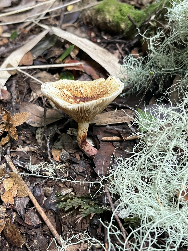 Austropaxillus boletinoides · April 2026 · photo: © sur_endemico (iNaturalist, cc-by-nc)