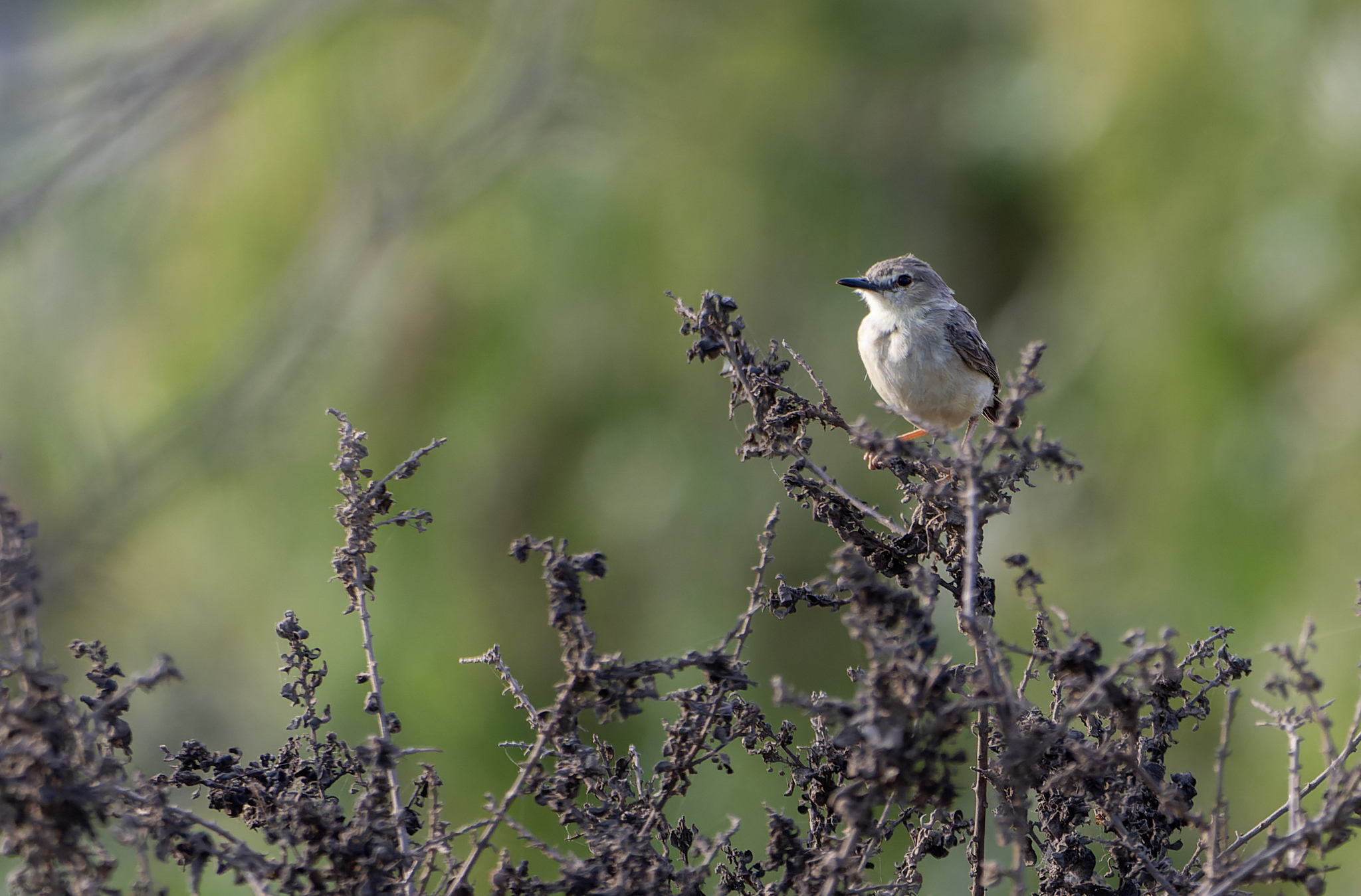 Short-tailed Field Tyrant (Muscigralla brevicauda), photo 4