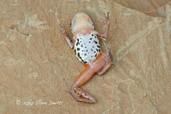 White-Lipped Peeping Frog photo 3