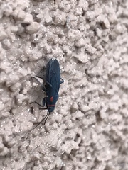 Melacoryphus rubicollis