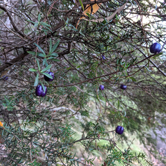 Billardiera longiflora