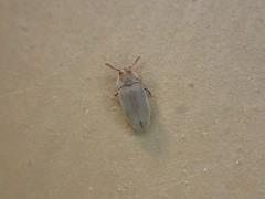 Throscidae