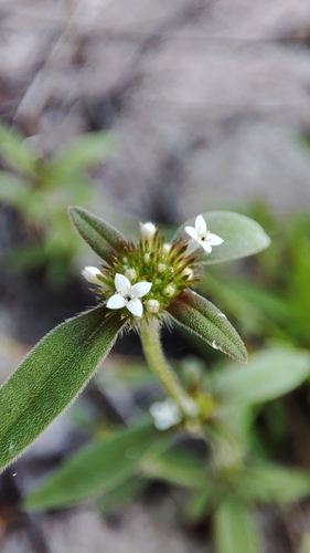 Mitracarpus longicalyx