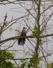 Ceuthmochares australis