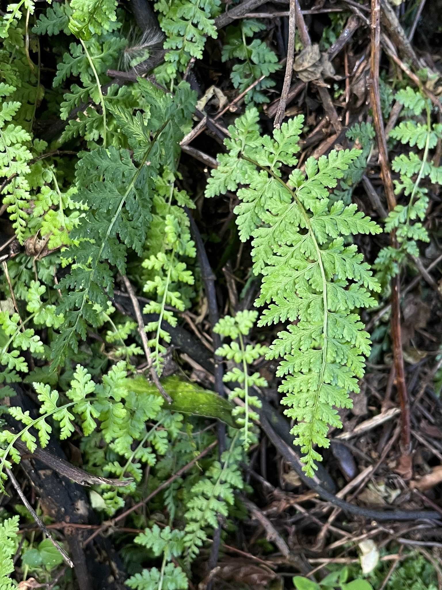 Cystopteris apiiformis
