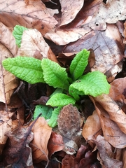 Primula elatior