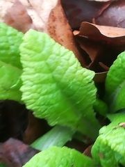 Primula elatior