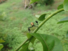Diactor bilineatus