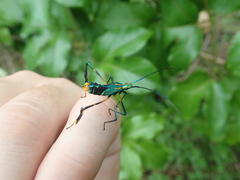 Diactor bilineatus
