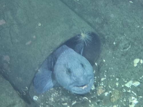 Atlantic Wolffish