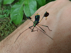 Diactor bilineatus