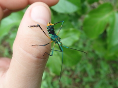Diactor bilineatus