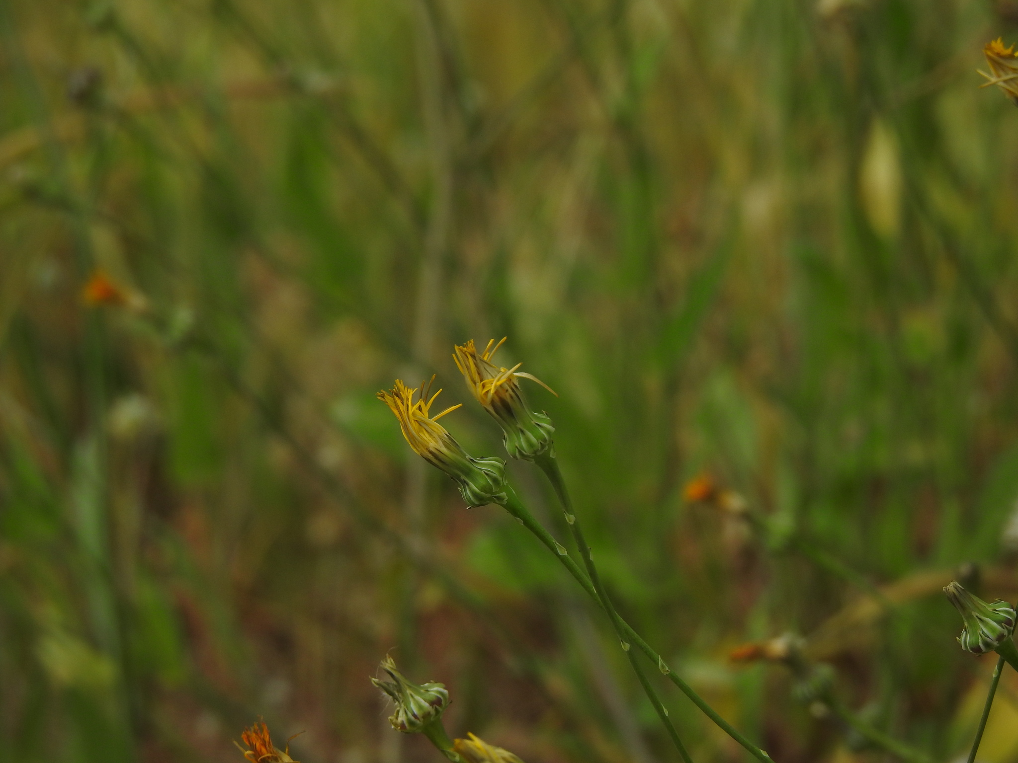 Brighteyes (Reichardia picroides)