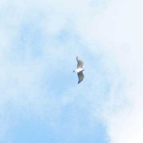 Short-toed Snake-Eagle