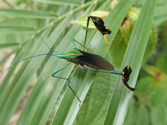 Diactor bilineatus