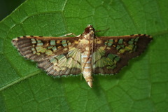 Mimorista botydalis