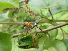 Diactor bilineatus