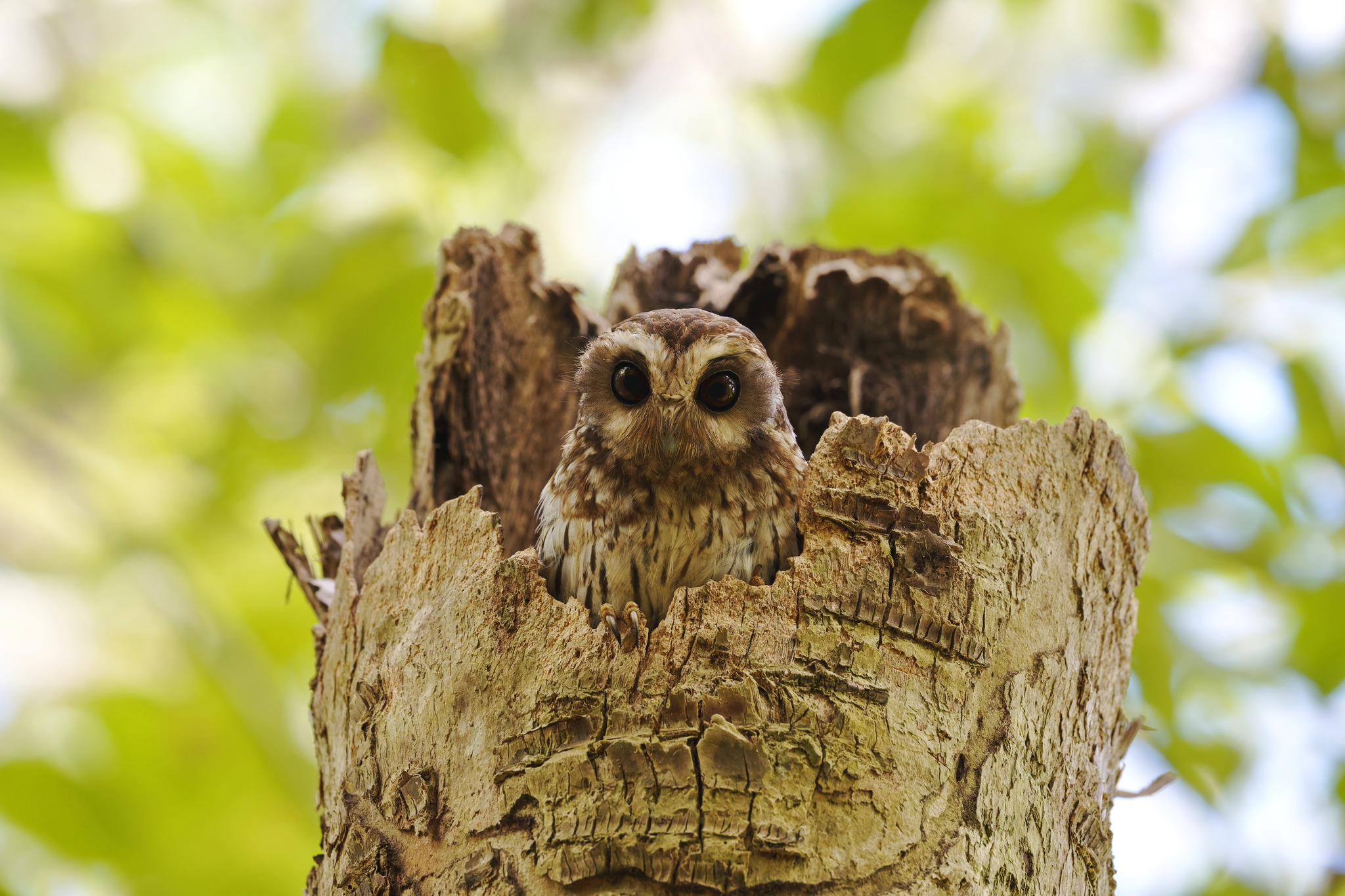 Bare-legged Owl (Margarobyas lawrencii), photo 4