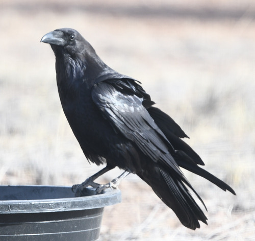 Common Raven photographed in New Mexico