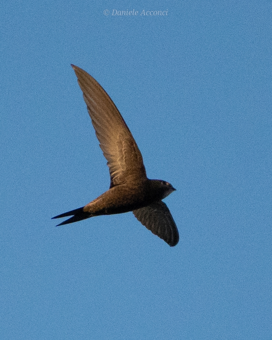 Apus apus (Linnaeus, 1758)