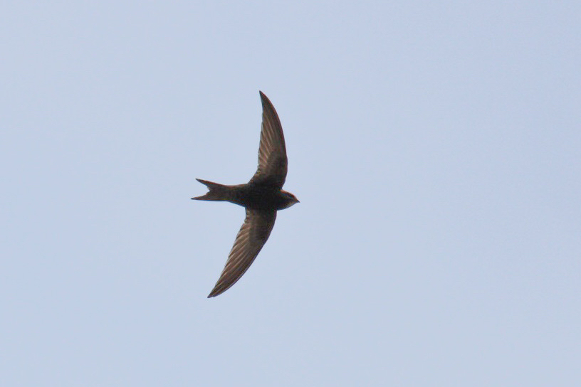 Apus apus (Linnaeus, 1758)