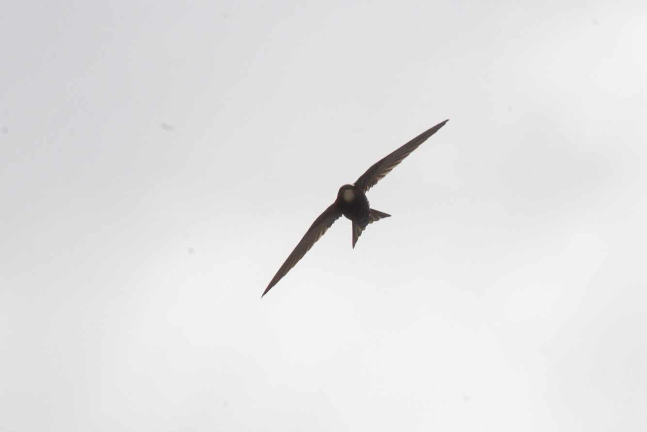 Apus apus (Linnaeus, 1758)