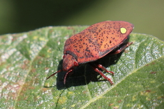 Solenosthedium bilunatum